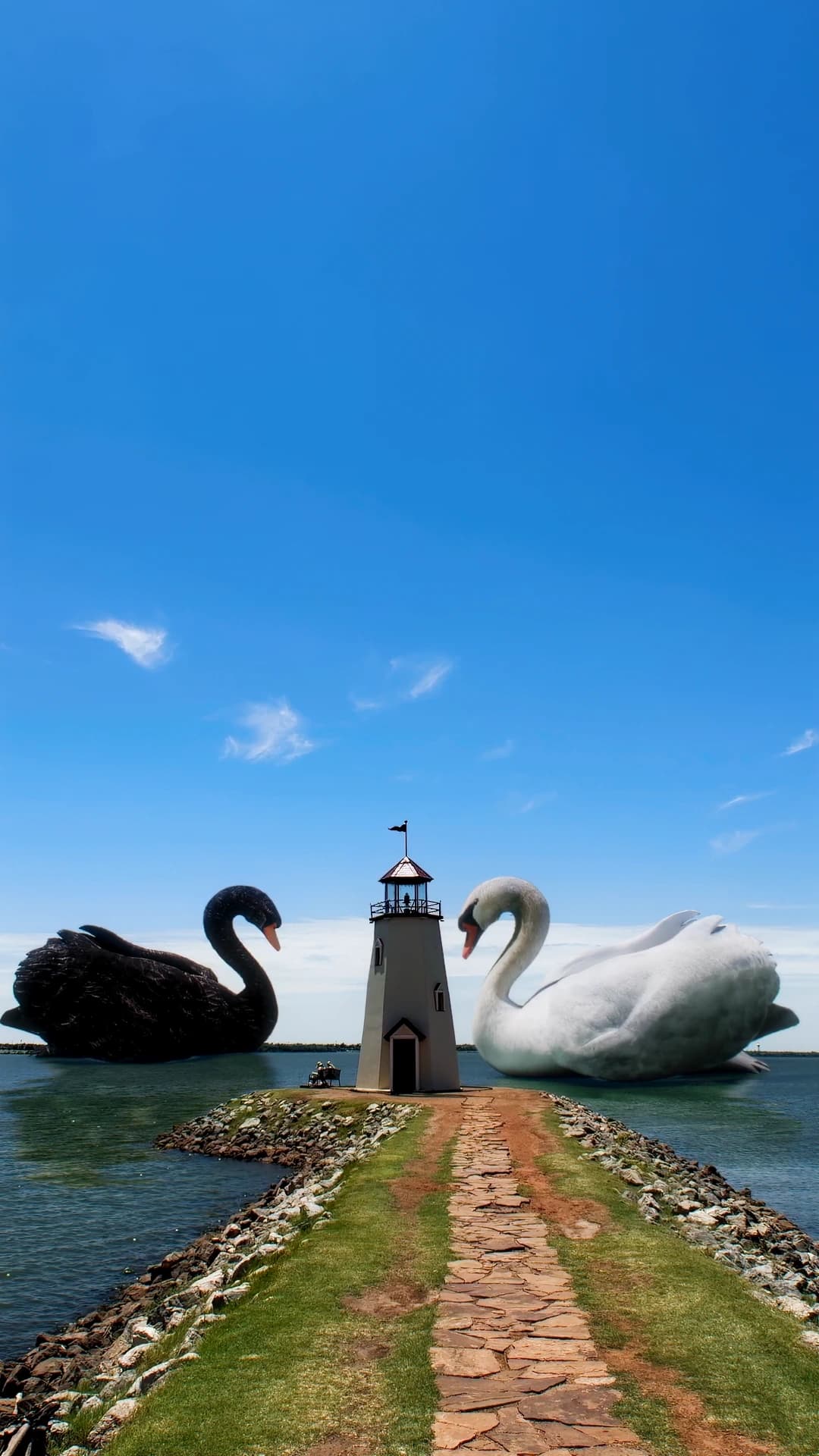 Swan | Ocean
